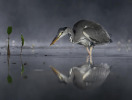 FIAP HM-Colin Bradshaw-Grey Heron in mist eating fish-United Kingdom